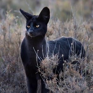 Meet your Posher, Marcus